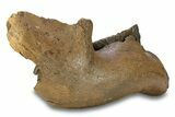 Juvenile Woolly Mammoth Half Mandible with M-M Molars - Poland #295854-2